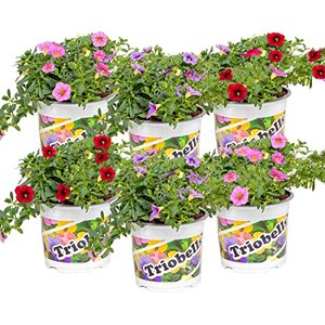 6x Calibrachoa Mix – Kleinblütige Petunie