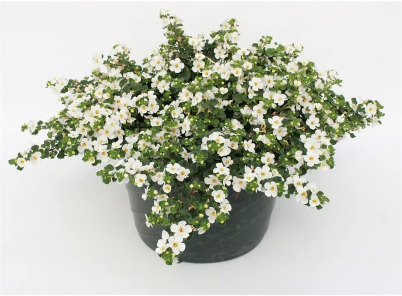 Bacopa „Schneeflockenblume“ im Topf (11 cm, 1 Pflanze)
