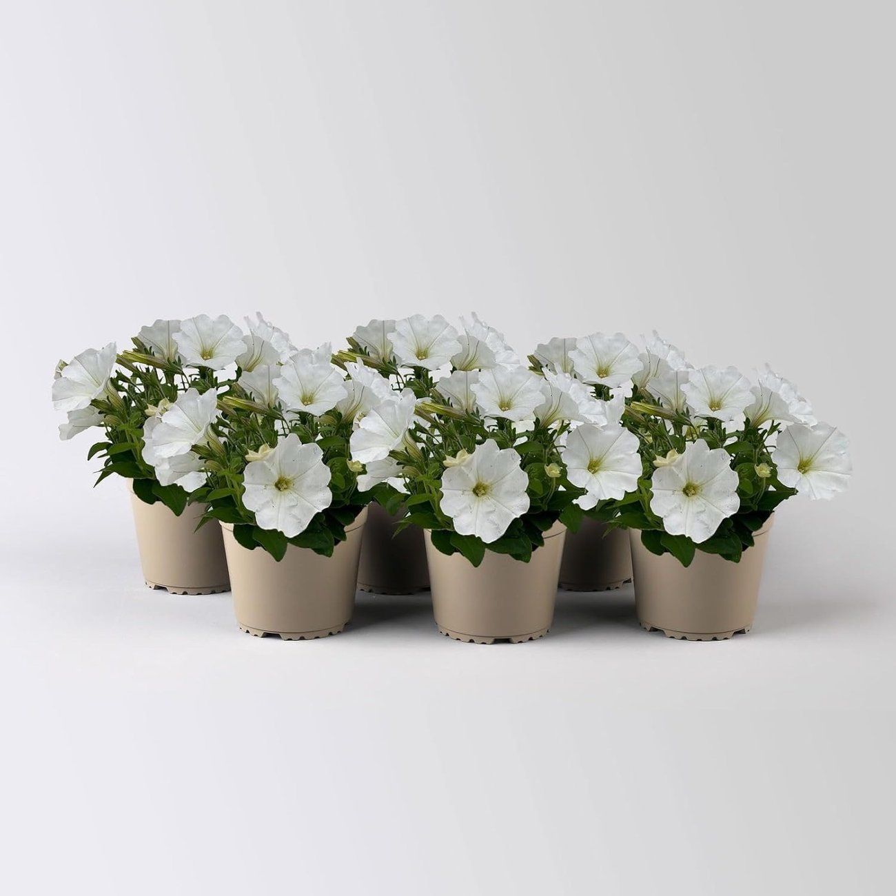 Weiße Petunien im Topf (13 cm, 6 Pflanzen)