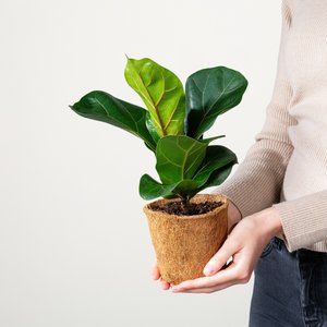 Ficus 'Lyrata' - plastikfrei M