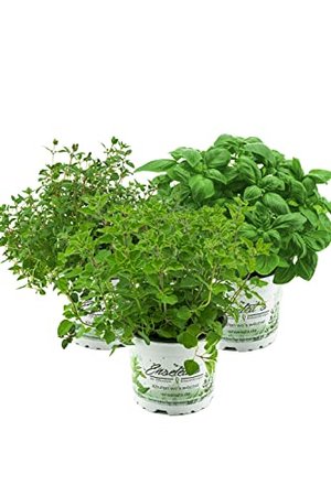 Kräuterset Italienische Kräuter: Basilikum, Thymian und Oregano